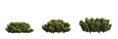 3d illustration of set dwarf mugo pine bush isolated on white background