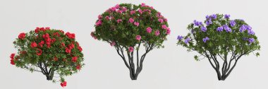 3d illustration of set rhododendron bush isolated on white background