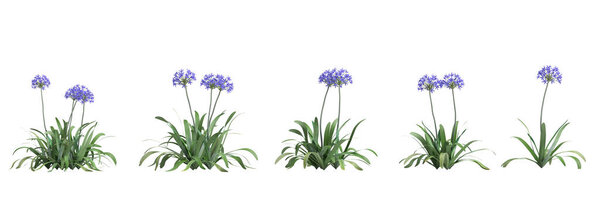 3d illustration of set agapanthus umbelatus bush isolated on white background