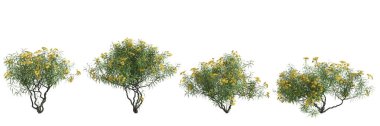 3d illustration of set cascabela thevetia tree isolated on white background