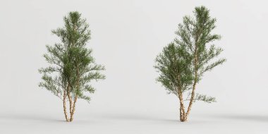 3d illustration of set river birch tree isolated on white background