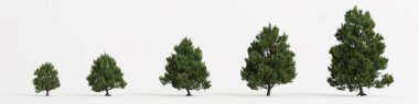 3d illustration of set pinus sylvestris tree isolated on white background