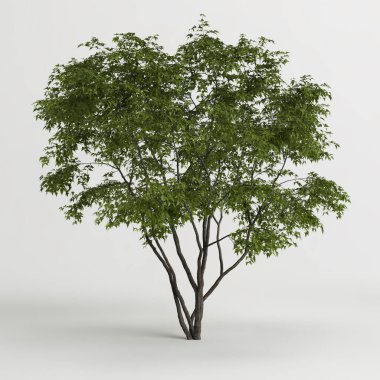 3d illustration of acer ginnala tree isolated on white background