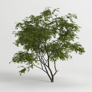 3d illustration of acer ginnala tree isolated on white background