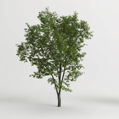 3d illustration of maple tree isolated on white background