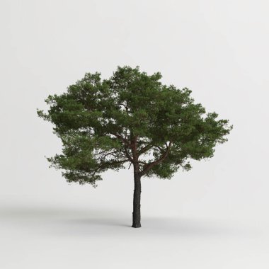 3d illustration of pinus pinea tree isolated on white background