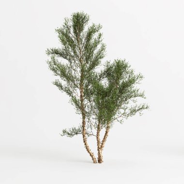 3d illustration of river birch tree isolated on white background