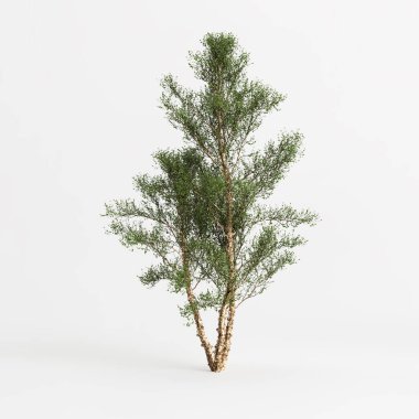 3d illustration of river birch tree isolated on white background