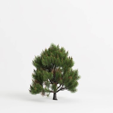 Beyaz arkaplanda izole edilmiş Pinus Sylvestris ağacının 3d çizimi