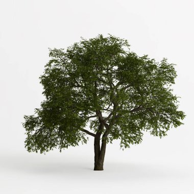 3d illustration of elm tree isolated on white background