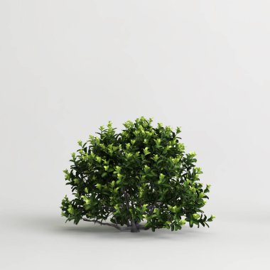 3d illustration of pittosporum bush isolated on white background