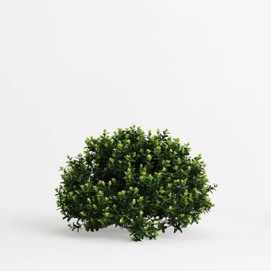 3d illustration of pittosporum bush isolated on white background