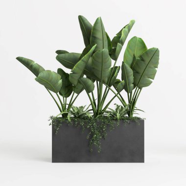 3d illustration of house plant isolated on white background