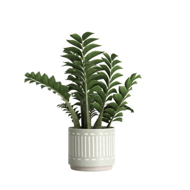 3d illustration of house plant isolated on white background