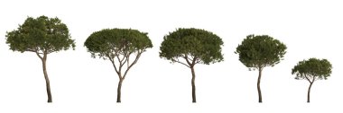 3d illustration of set tree medium pinus pinea isolated on white background