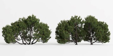 3d illustration of two pinus mugo tree 4m isolated on white background