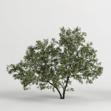 3d illustration of robinia pseudoacacia treeisolated on white background