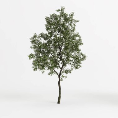 3d illustration of robinia pseudoacacia treeisolated on white background