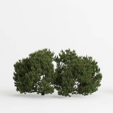 3d illustration of pinus mugo tree 4m isolated on white background