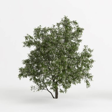 3d illustration of robinia pseudoacacia treeisolated on white background