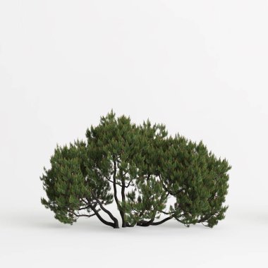 3d illustration of pinus mugo tree 4m isolated on white background