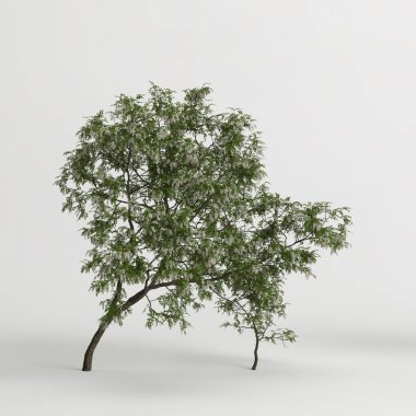 3d illustration of robinia pseudoacacia treeisolated on white background