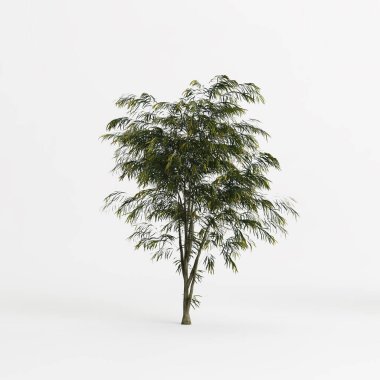 3d illustration of agonis flexuosa tree isolated on white background