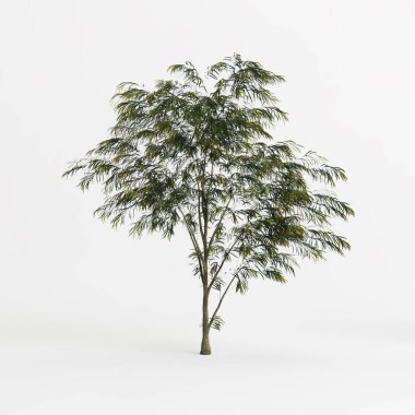 3d illustration of agonis flexuosa tree isolated on white background