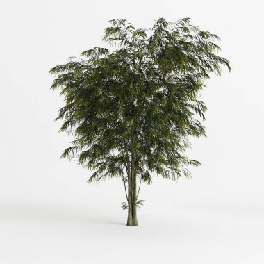 3d illustration of agonis flexuosa tree isolated on white background