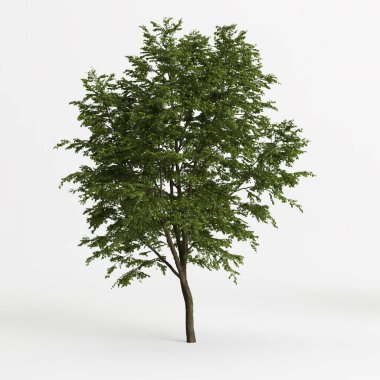 3d illustration of big tree tilia platyphyllos isolated on white background