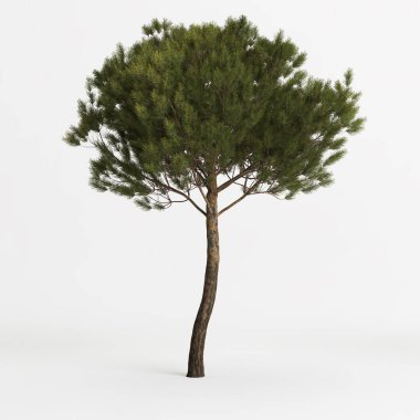 3d illustration of medium pinus pinea tree isolated on white background