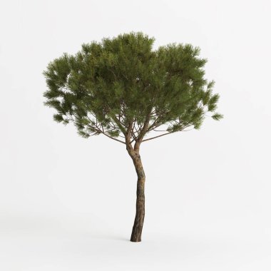3d illustration of medium pinus pinea tree isolated on white background