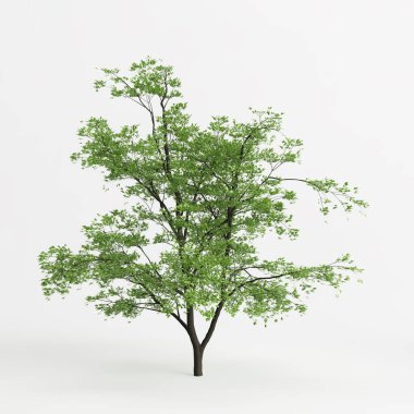 3d illustration of acer mandschuricum isolated on white background