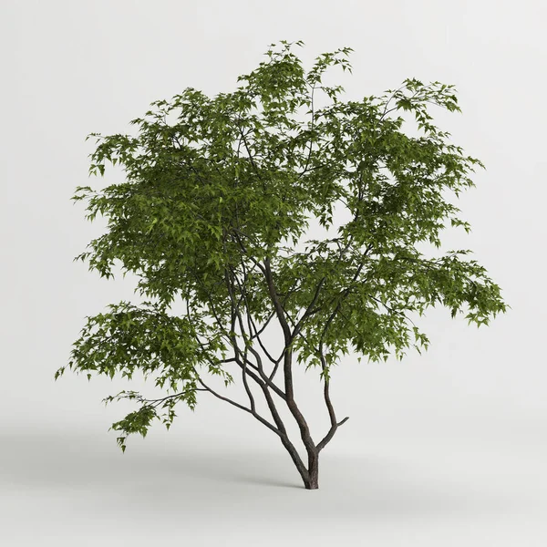 3d illustration of acer ginnala tree isolated on white background