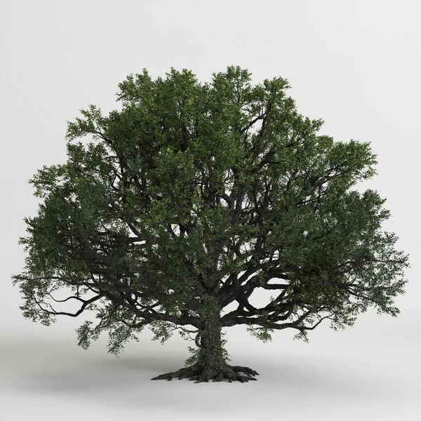 Illustration Oak Tree Isolated White Background — Stock Photo, Image