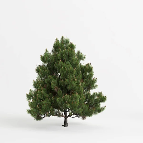 Beyaz arkaplanda izole edilmiş Pinus Sylvestris ağacının 3d çizimi