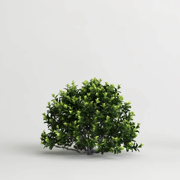 3d illustration of pittosporum bush isolated on white background