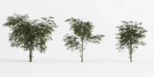 Illustration Set Agonis Flexuosa Tree Isolated White Background — Stock Photo, Image