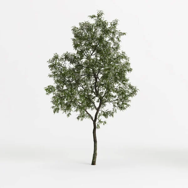 3d illustration of robinia pseudoacacia treeisolated on white background