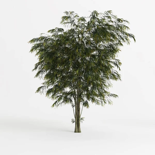 Illustration Agonis Flexuosa Tree Isolated White Background — Stock Photo, Image