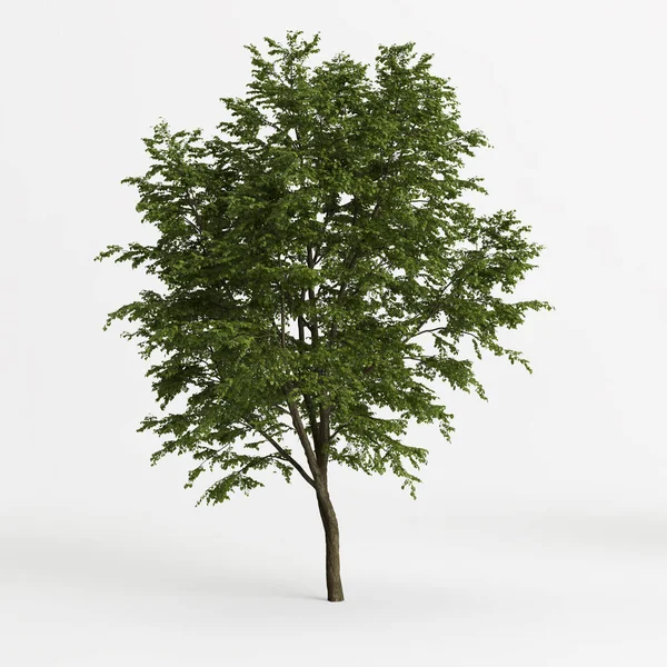 3d illustration of big tree tilia platyphyllos isolated on white background