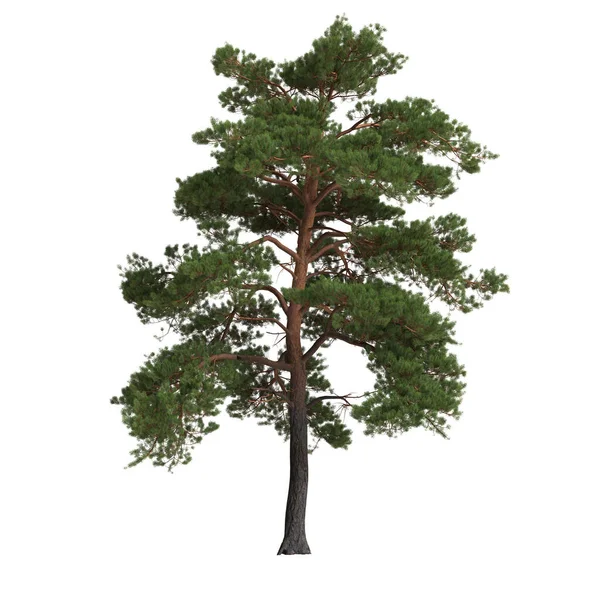 Illustration Big Pinus Sylvestris Tree Isolated White Background — Stock Photo, Image