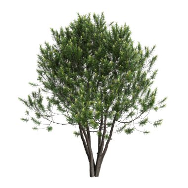 Beyaz arkaplanda izole edilmiş üç boyutlu ağaç çizimi