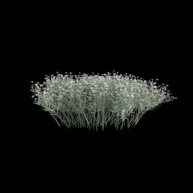 3d illustration of cerastium bush isolated on black background