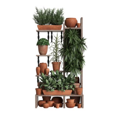 3d illustration of shelve plant isolated on white background