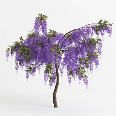 3d illustration of wisteria tree isolated on white background