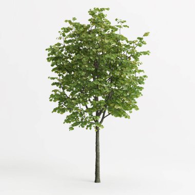 3d illustration of tilia europaea tree isolated on white background