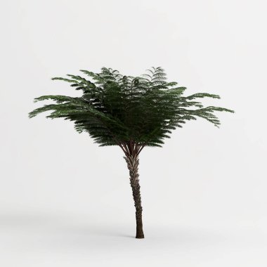 3d illustration of fern tree isolated on white background