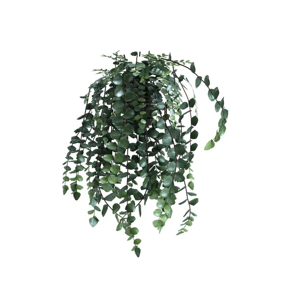 3d illustration of hanging plant isolated on white background