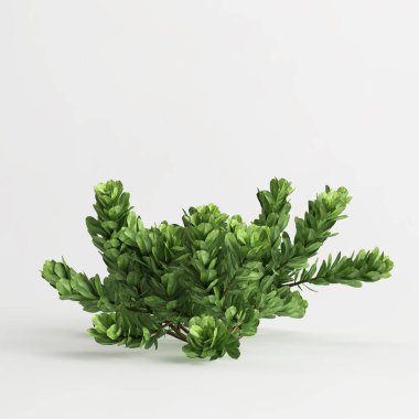 Beyaz arkaplanda izole edilmiş üç boyutlu fundalıkların çizimi